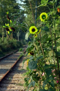 zonnebloemen